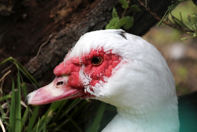 莱默尔都能 莱默尔都能