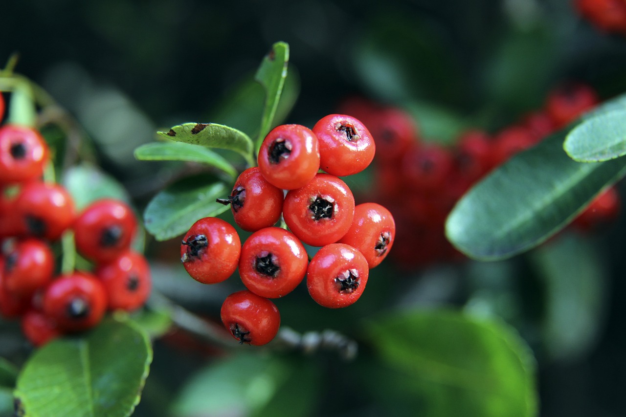 穆里尼奥的 穆里尼奥的